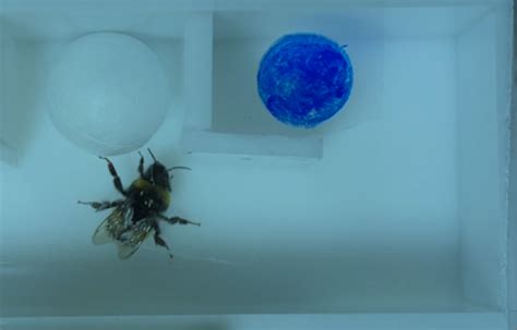 Bumblebees' Tiny Brains Solve Complex Problems (2026)