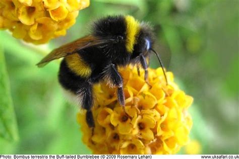 Bumblebees - UK Safari