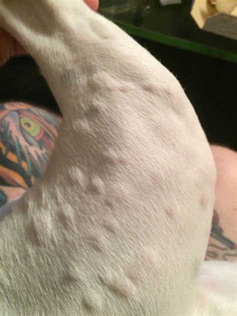 Bumps On French Bulldog Puppy Head