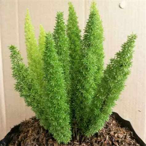 Bunga ekor tupai putih. .  ...