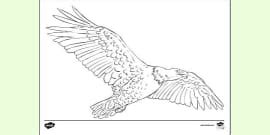 Bunjil the eagle colouring pages. .  ...