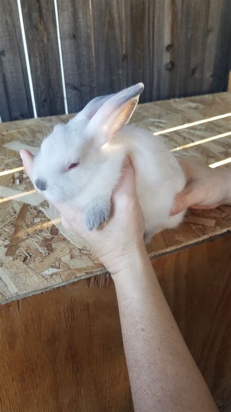 Rabbits for Sale in Fullerton, California (1 - 15 o