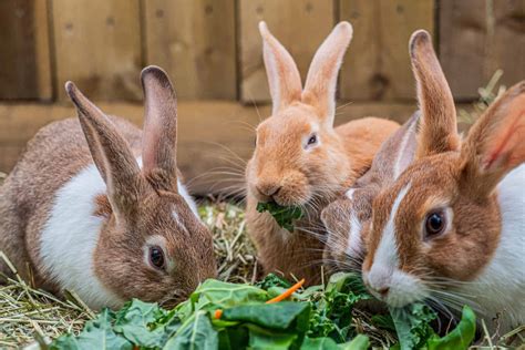 Bunny Feeding & Nutrition: What Do Pet Rabbits Eat? Petfinder