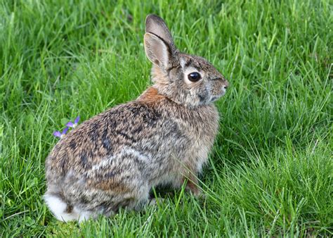 🔥 Bunny From Ontario Leaked [CLIP]