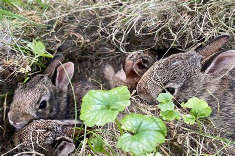 Bunny Nests In Yard: What Does A Baby Rabbit Nest Look Like