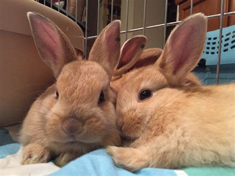 Bunny adoption. Things To Know About Bunny adoption. 