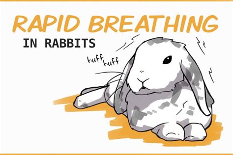 🐇 Has your rabbit stopped moving and you don't know what's wrong? In this AnimalWised video, we explain 7 possible reasons why a rabbit is breathing, but do.... 