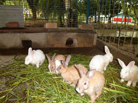 Bunny farm. More than providing entertainment, this channel intends to open doors of livelihood opportunities especially to the underprivileged and deprived through fish... 