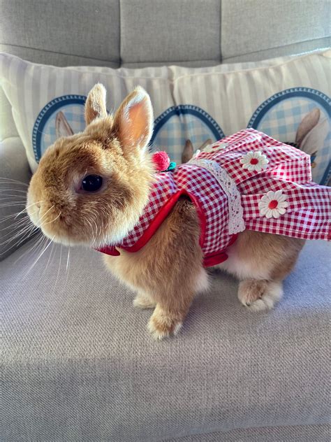 Bunny rabbit clothes. Things To Know About Bunny rabbit clothes. 