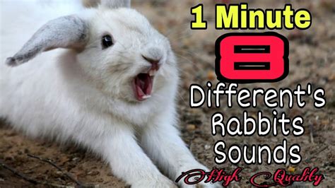 Bunny sounds. Purring sounds similar to a cat’s purr, but it is gentler and is produced by softly grinding their teeth together rather than the throat. Purring is typically heard in happy buns. Please bear in mind that a loud, sharp teeth grinding sound is sometimes a symptom of severe suffering and sounds much harsher than a purr. 