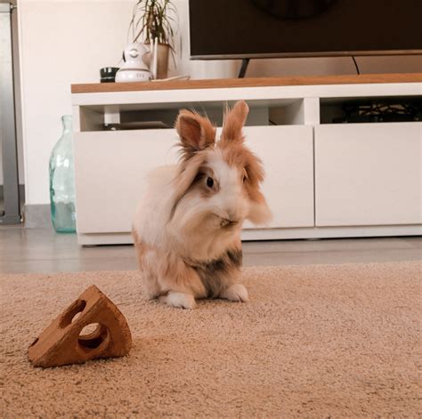 Bunnyaccount Leaks [HD] 59 Photos