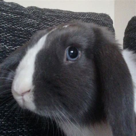 🍑 PORN Bunnyniko Leaked