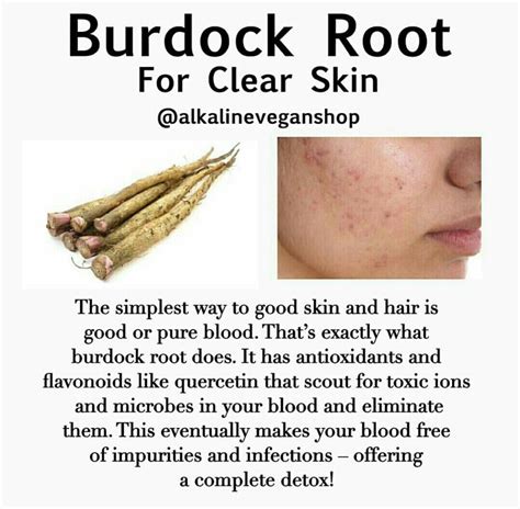 Burdock Root: Benefits for Treating Skin Conditions