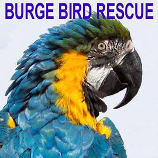 Burge Bird Services - Facebook