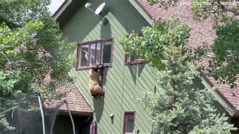 Burglar bear in Steamboat Springs trapped, euthanized