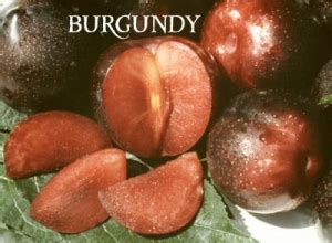 Burgundy Plum DWN Variety Finder - Dave Wilson