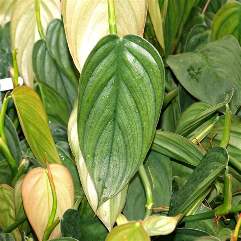 Burle marx fantasy. Introduction. The Philodendron Burle Marx Fantasy (not to be confused with the Philodendron Burle Marx ). It has really slender ear drop shaped leaves and grows a big like a melanochrysum, but with … 