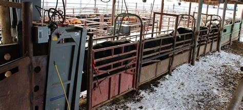 Burley livestock auction. ... auctions will take only a small percentage of the flue-cured and burley sold this year. But nevertheless they have proven their merit," said Smith, who is ... 