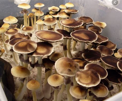 About Burma Mushrooms. As the rumor goes, the Burma strain has been presented to John Allen by a Thai student, who collected a sample from buffalo dung nearby the city of Rangoon. Burma cubensis is highly potent and grow in various sizes, from small to fairly large. The caps are colored different shades of brown; lighter at the rim, darker at .... 