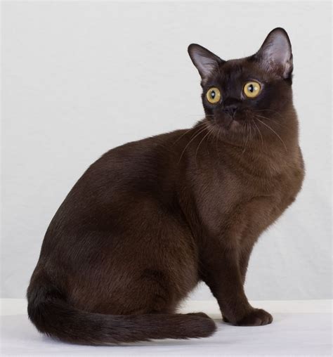 Burmese cats the pet owners guide to burmese cats and kittens including buying daily care personality temperament. - The legend of zelda majoras mask 3d strategy guide and game walkthrough cheats tips tricks and more.