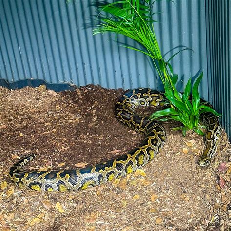Burmese python biography
