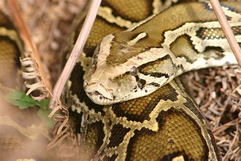 Burmese pythons threaten native species and restoration …