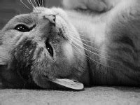 🍆 Burmilla1 Leaked [CLIP] 42 Vids