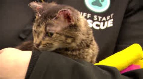 Burned kitten found alive in woods eight days after home explosion