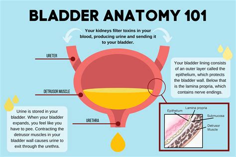 Burning Bladder and Bladder Pain What Does it Mean and… MS Urology