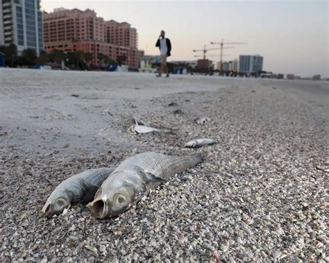 Burning eyes and dead fish as red tide flares up on Florida coast