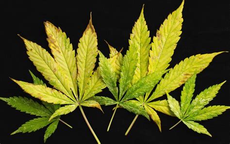 Burns on Cannabis Leaves - Growbarato Blog