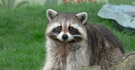 Burnsville warns residents of ‘abnormal raccoon behavior’