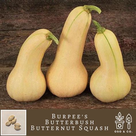 Burpee Butterbush Squash - Reimer Seeds