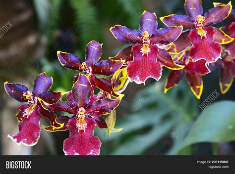 Burrageara-Orchidee - Burrageara