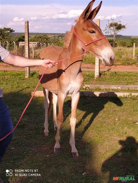 Burro/ Mula à venda com preço - MF Rural