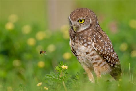 Burrowing Owls are small, sandy colored owls with bright-yellow eyes. They live underground in burrows they’ve dug themselves or taken over from a prairie dog, ground squirrel, or tortoise. They live in grasslands, deserts, and other open habitats, where they hunt mainly insects and rodents. Their numbers have declined sharply with human ... . 