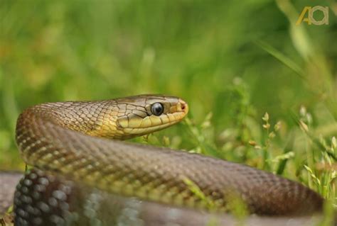 Bursa da yaşayan yılan türleri