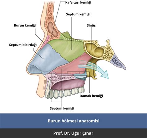 Burun Anatomisi.