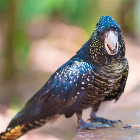 Burung asli australia