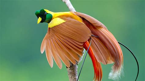 Burung cendrawasih merupakan fauna khas yang berasal dari. .  <a href=https://e...