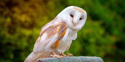 Burung hantu putih indonesia. .  <a href=http://tt1100-bitrix.midow.ru/bitrix/admin...