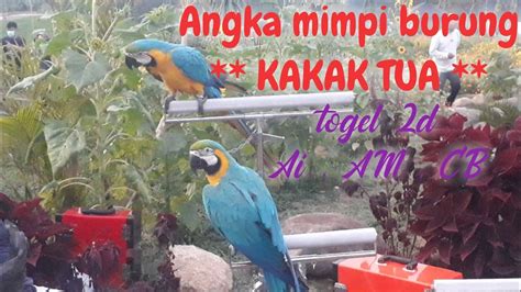 Burung kakak tua 2d togel. Jadwal live bola hari ini. 10 bulan 11 thun.
