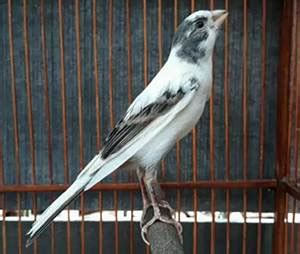 Burung kenari bulu panda. .  <a href=https://abacus.appliedagency.co.uk/ass...