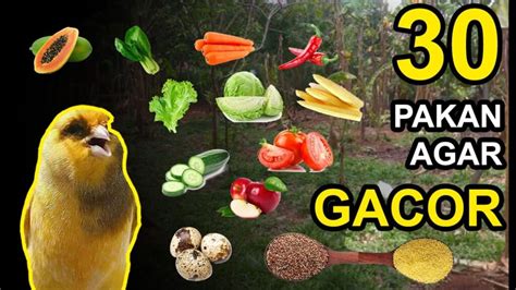 Burung kenari makan buah apa. .  ...