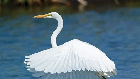 Burung kuntul putih bisa dimakan. .  ...