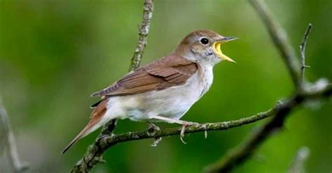 Burung murai berkicau malam hari. .  <a href=https://bandcamp.gofulfil.com/asset...