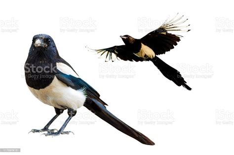 Burung murai hitam putih harga. .  <a href=https://b24.real-pack.ru/as...