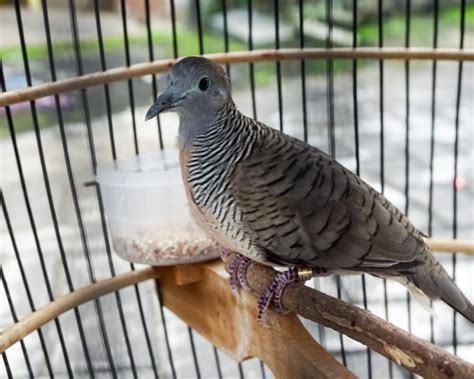 Burung perkutut manggung. .  <a href=https://stag.der-sinzinger.de/pub/twqkiu/fotos...