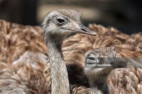 Burung unta termasuk dalam kelompok. .  ...
