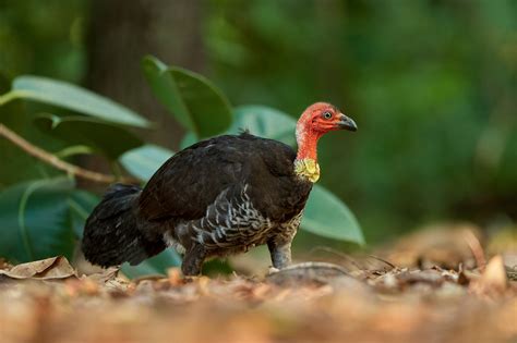 Read Bush Turkey